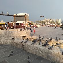 鳩の水飲み場