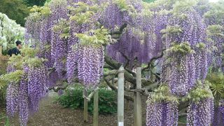 あしかがフラワーパーク