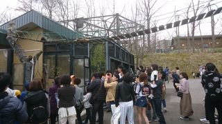 レッサーパンダを下から見れます