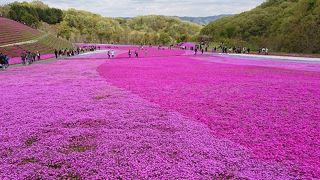 色鮮やかな芝ざくら