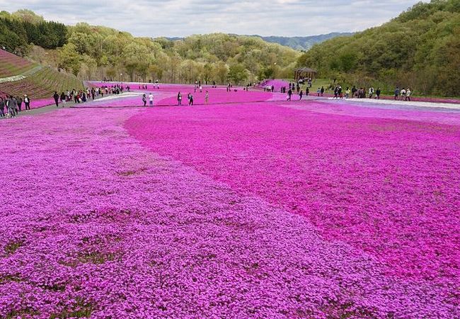 市貝町芝ざくら公園 クチコミ アクセス 営業時間 氏家 高根沢 フォートラベル