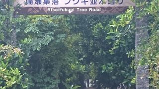 美ら海水族館からすぐ近くでした