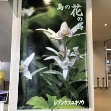 もう少ししたら咲くらしい