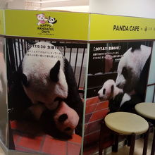 シンシンといたときのことを覚えているのかな