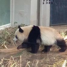 おまけ　今年２月の生シャンシャンです。