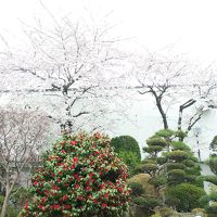 ホテル敷地に桜が満開で綺麗でした