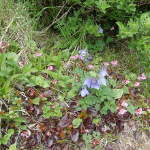 ミヤマオダマキ