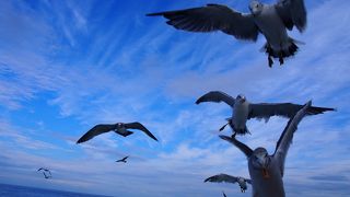 海鳥がたくさん