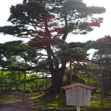 見ごたえのある松です