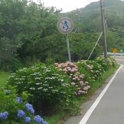 紫陽花の見事な道路