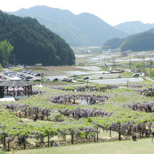 高台から見下すこともできます