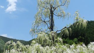 色々な藤が咲く素敵なスポットです！