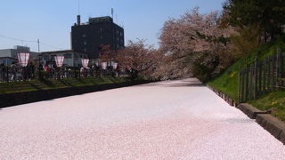 圧巻の花筏