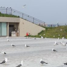 ウミネコと糞で歩く場所がない