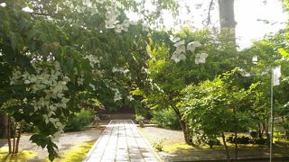 但馬のぼたん寺