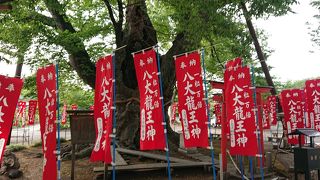 新しい社殿に巨大な欅、そしてご神水