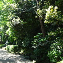 こんな緑の中の散策路です