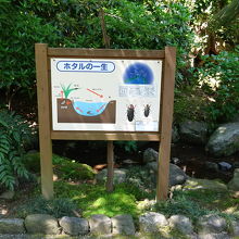 この水路にホタルが飛び交います