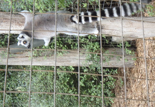 キーウィを見れる動物園