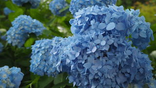 あじさいと本堂特別拝観、そして閻魔堂特別開扉