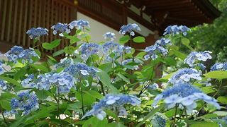 見応え充分の紫陽花祭り