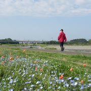 相模川河川敷の広々とした公園