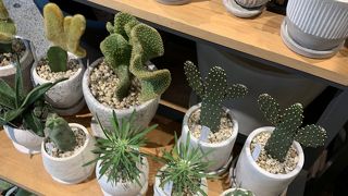 バンザイサボテン