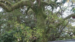 どこの神社にもある大きめの広葉樹にしか見えなかった