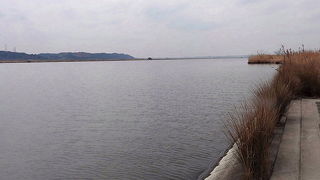 ノスリを見てきました。