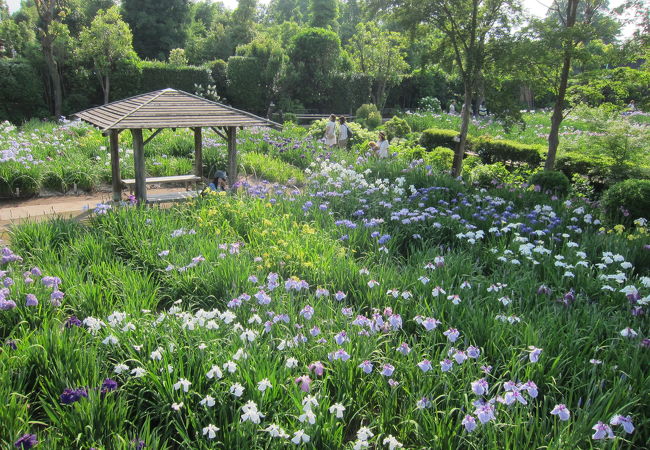 染谷花しょうぶ園 クチコミ アクセス 営業時間 大宮 フォートラベル