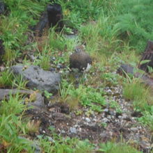 みくりが池(散策路沿いにいたライチョウ)