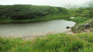 ライチョウ発見