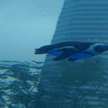 天空のペンギン