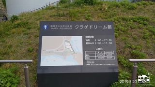 クラゲの種類の多さにびっくり…癒されました。