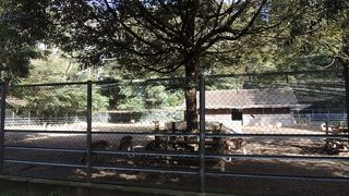 神様の使いがいっぱい