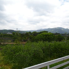 周囲はりんご畑