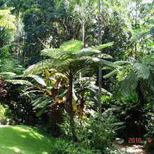 フレッカー植物園の熱帯植物