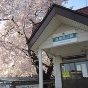 駅横の桜が見事