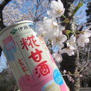 寒河江八幡宮本殿前より桜がきれい