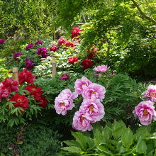 駐車場横の庭園に咲く芍薬の花