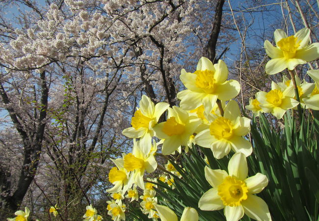 4月20日前後、桜がきれい