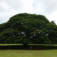 モンキーポット