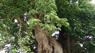 国指定特別天然記念物の大ケヤキが、小学校の校庭にある！