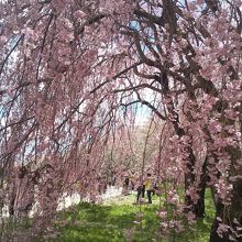 垂れ桜