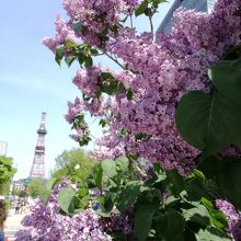 ライラック