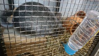 ウサギなどとふれあい