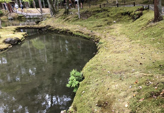 みごとな苔の庭です