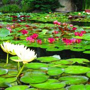 色とりどりの花がキレイに咲き乱れていて平和な植物公園!