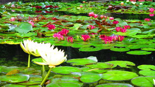 色とりどりの花がキレイに咲き乱れていて平和な植物公園!