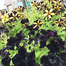 黒い花、珍しい!